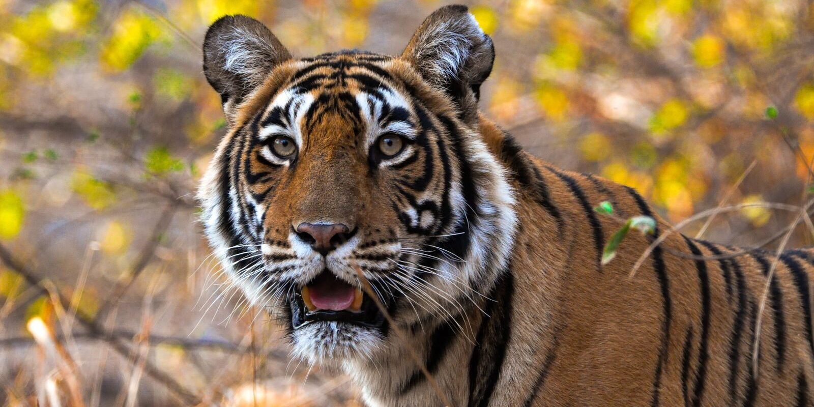 Close-up of a Bengal tiger in Rajasthan, capturing its majestic presence in the wild.