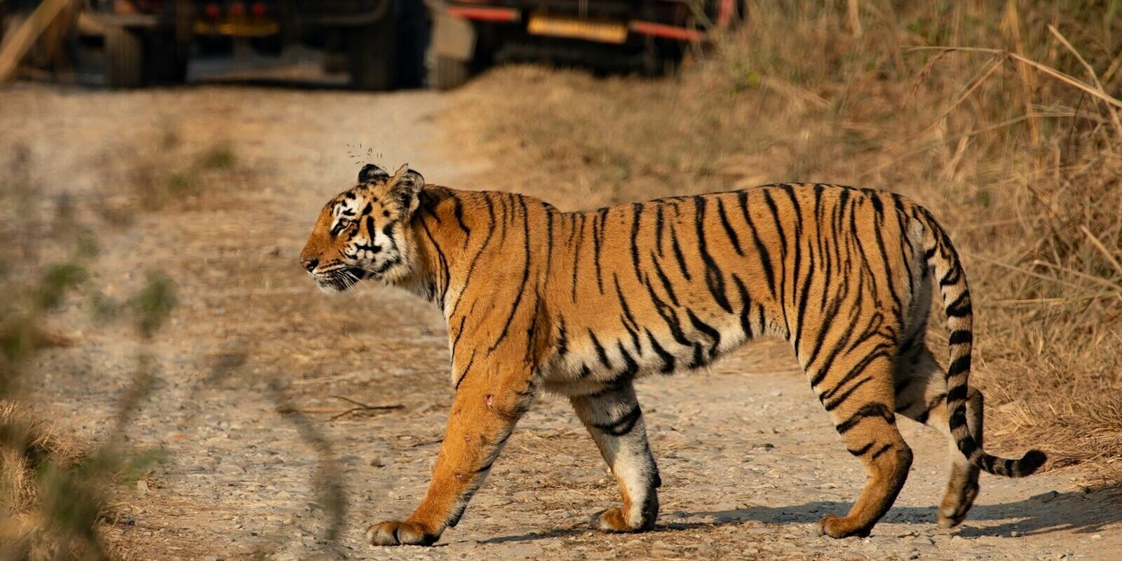 a tiger walking on a dirt road